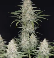 Orange Sherbet