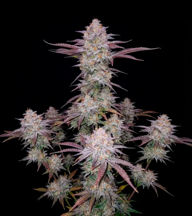 Runtz Auto
