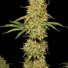 Tropicana Cookies Purple Auto