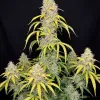 Watermelon Zkitllez Auto