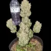 Apricot Gorilla Auto