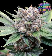 Alien Cookies