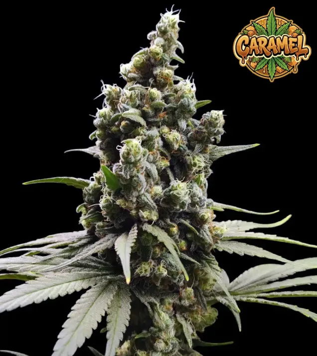 Caramel