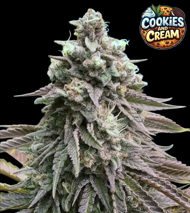 Cookies and Cream