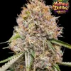 Mimosa Zkittlez Fast