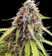 Gorilla G. Auto