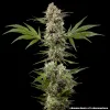 Banana Runtz F1