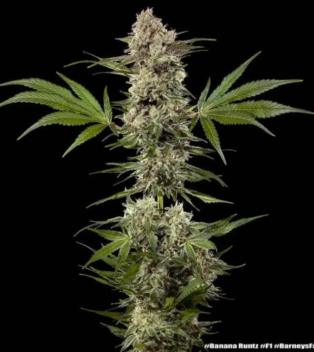 Banana Runtz F1