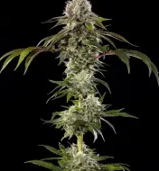 Durban Poison F1