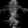 Durban Z F1