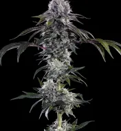 Durban Z F1