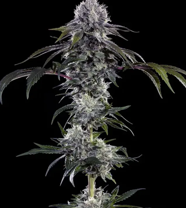 Durban Z F1
