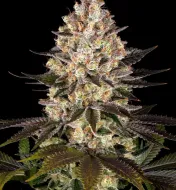 Hindu Kush