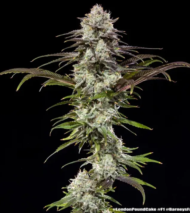 London Pound Cake F1