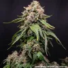 White Widow Regular