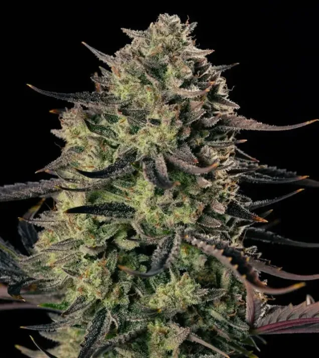 Alien Gas XXL Auto