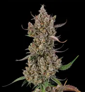 Rainbow Breath Auto