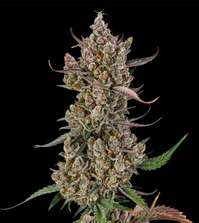 Rainbow Breath Auto