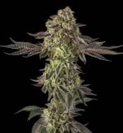 Sugar Rock