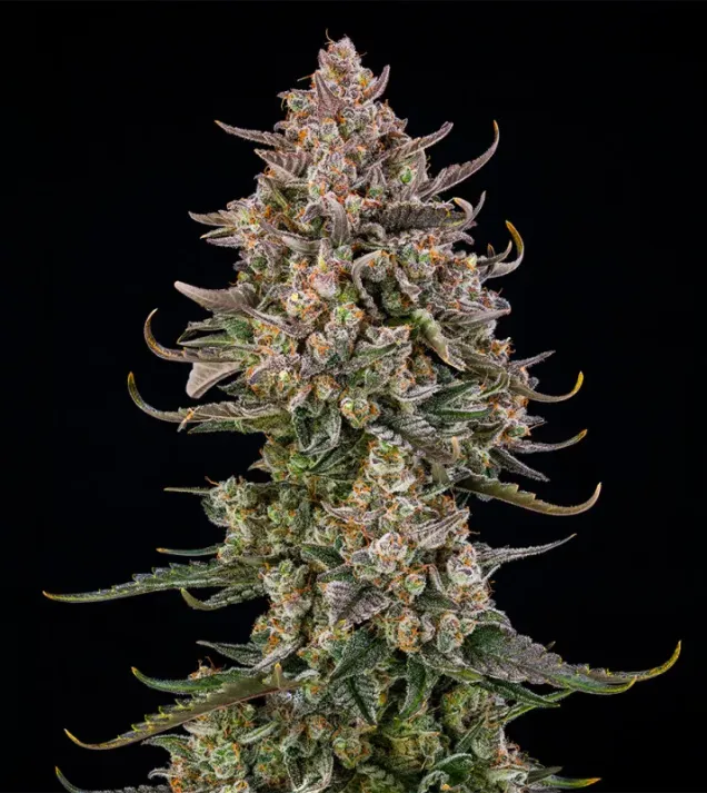 Triangle Kush Auto