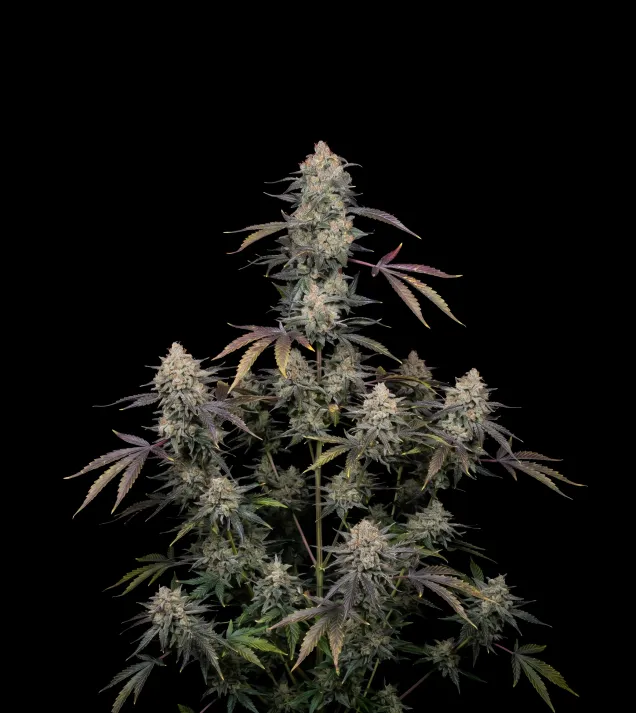AK 47 Regular