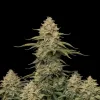 Big Bud