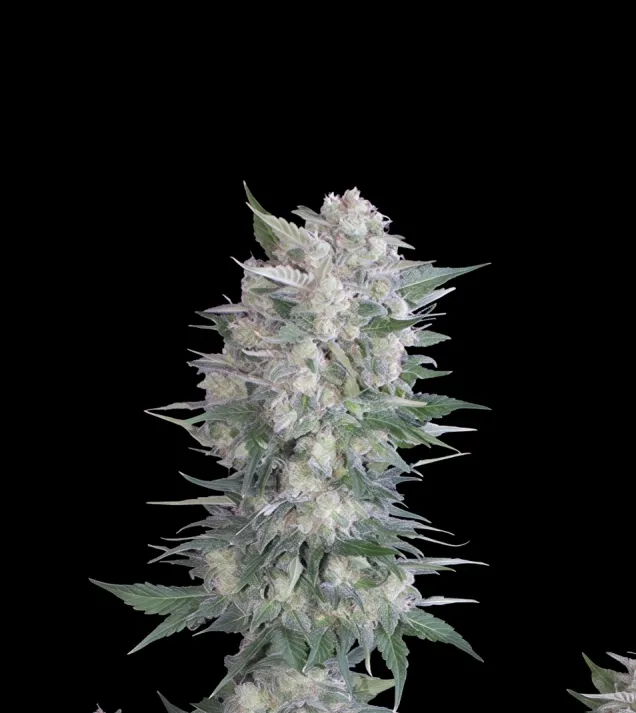 Black Domina Fast