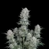 Black Domina Fast