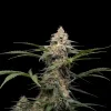 Blueberry Fast