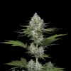 Candy Kush Fast