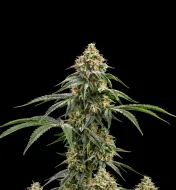 Chemdog Fast
