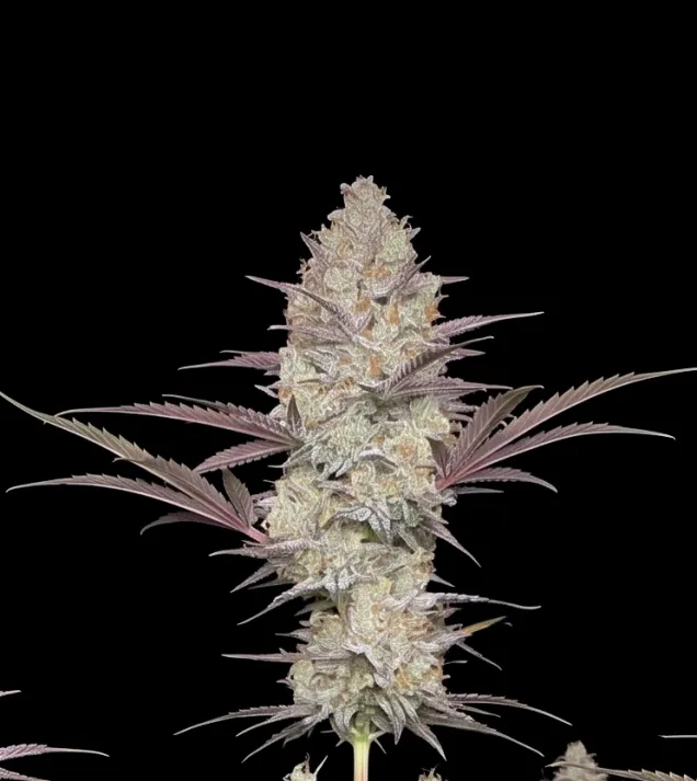 Chocolope Fast