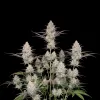 Chocolope Fast