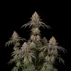 Gelato Fast