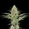 Green Crack Fast