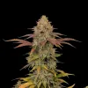 Master Kush