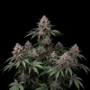 Northern Lights