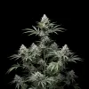 NYC Diesel