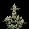 NYC Diesel Regular