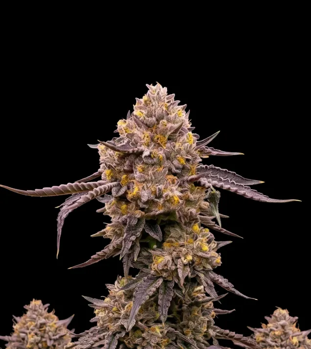 Purple Haze Auto