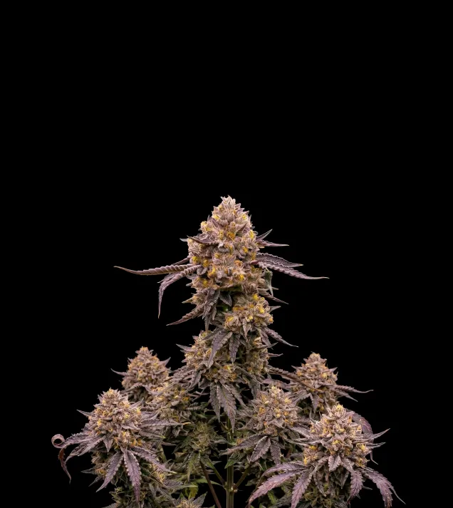 Purple Haze Auto