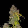 Purple Haze
