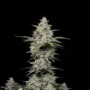 Super Lemon Haze Auto