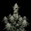 Super Lemon Haze Auto