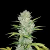 Super Skunk Auto