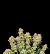 Sweet Island Skunk Fast