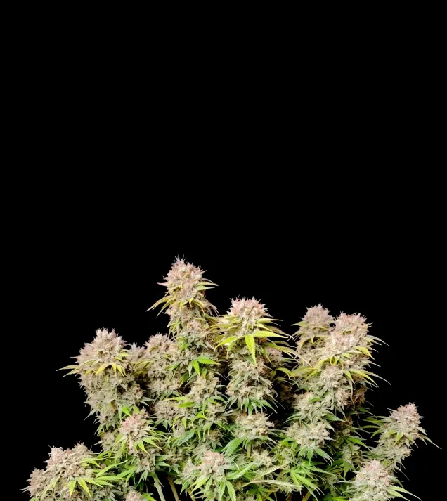 Sweet Island Skunk Fast