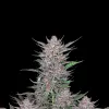 Gorilla Punch Auto