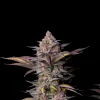 Tropicana Cookies Fast