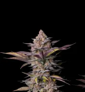 Tropicana Cookies Fast